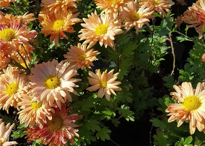Chrysanthemum x hort.'Kl.Bernstein'