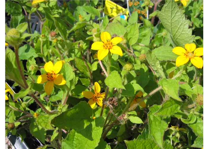 Chrysogonum virginianum