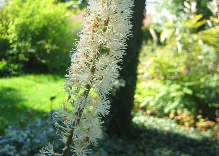Actaea ramosa (Cimicifuga)