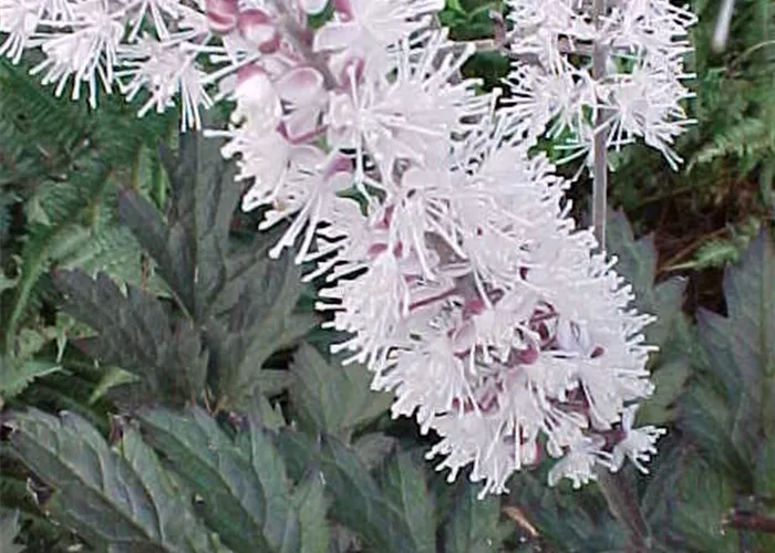 Actaea ramosa 'Chocoholic' -R- (Cimicifuga)