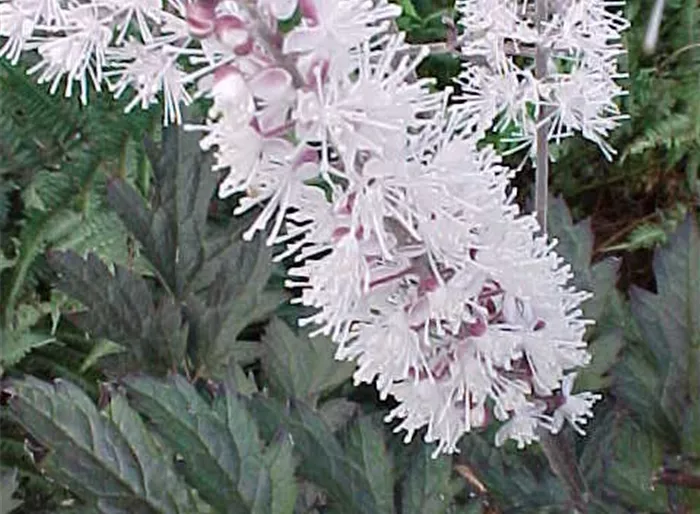 September-Silberkerze 'Chocoholic' -R-