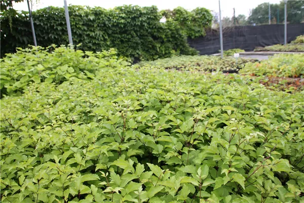 Krautige Garten-Waldrebe 'Praecox'