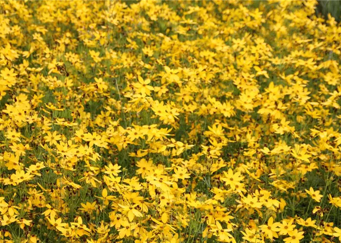 Coreopsis verticillata 'Grandiflora'