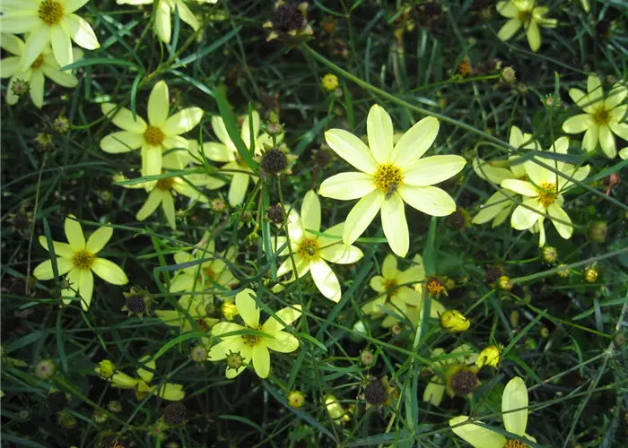 Coreopsis verticillata 'Moonbeam'