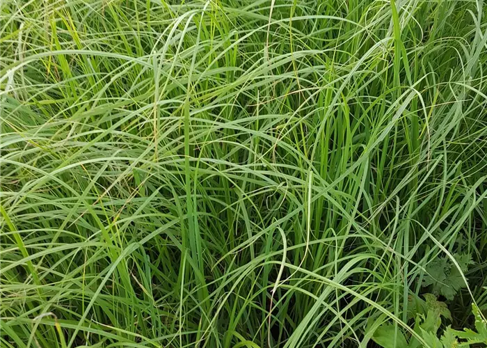 Cortaderia selloana 'Rosa Feder'