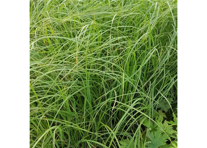 Cortaderia selloana 'Rosa Feder'