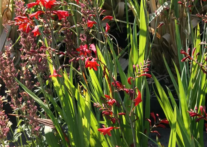 Crocosmia x crocosmiiflora 'Lucifer'