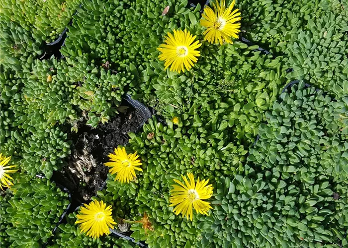 Delosperma congestum