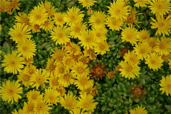 Südafrikanische Mittagsblume