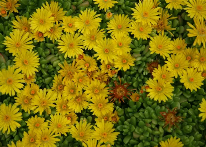 Delosperma nubigenum