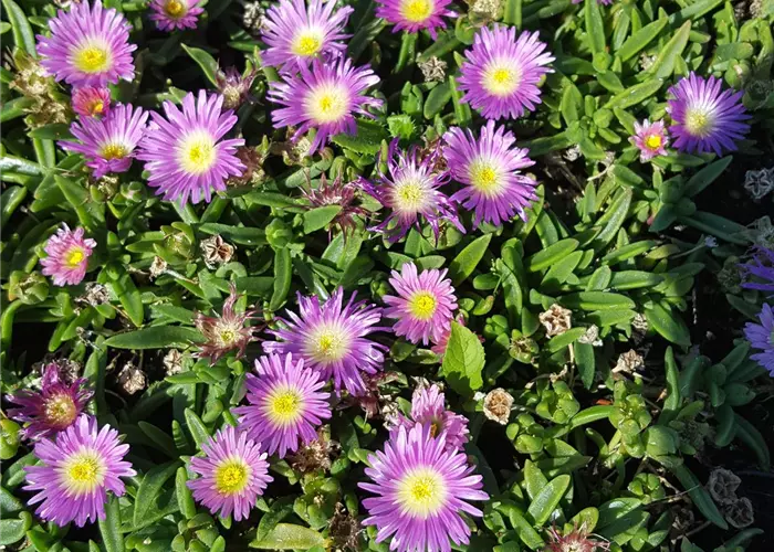 Delosperma sutherlandii