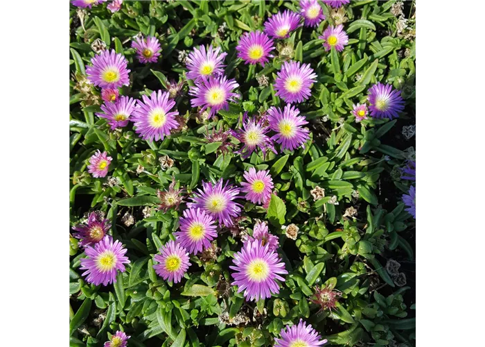 Delosperma sutherlandii