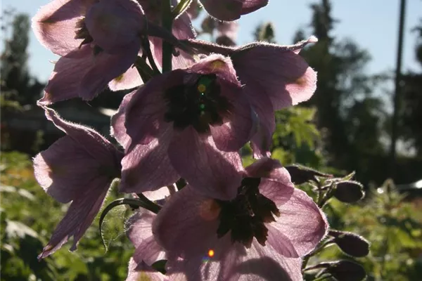 Pacific-Garten-Rittersporn 'Astolat'