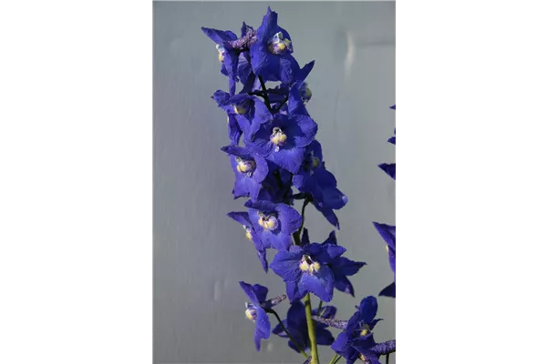 Rittersporn 'Atlantis'