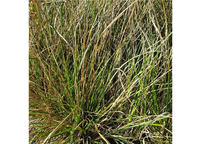 Deschampsia cespitosa 'Goldschleier'