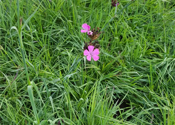 Dianthus carthusianorum