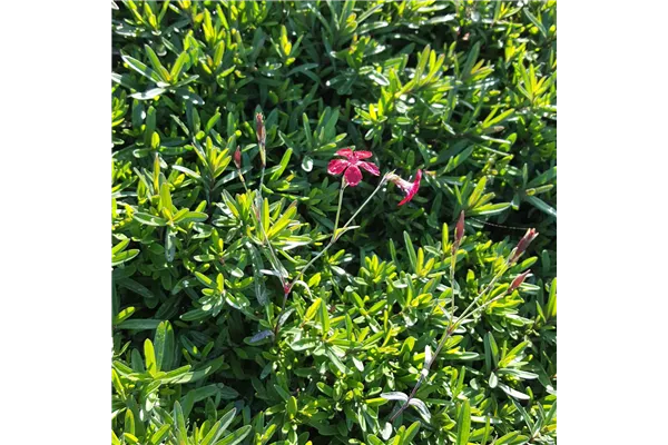 Garten-Heide-Nelke 'Brilliant'