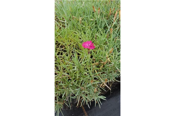 Pfingst-Nelke 'Badenia'
