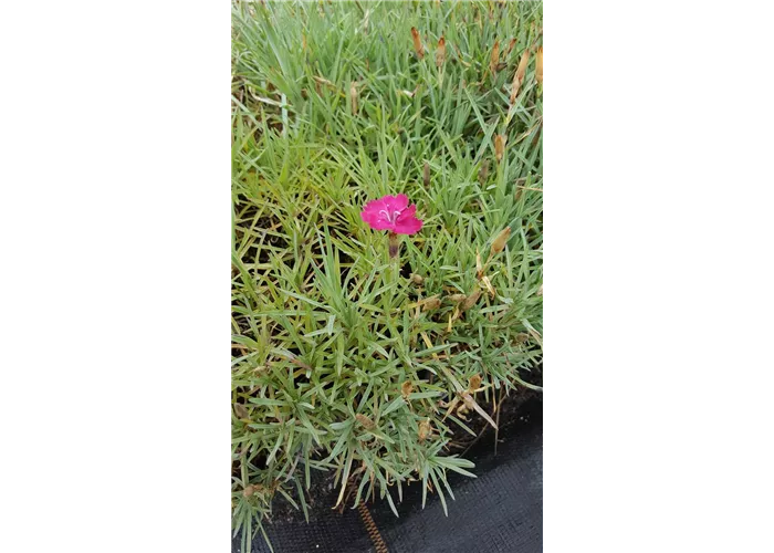 Dianthus gratianop.'Badenia'