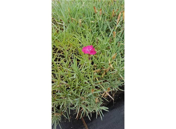 Pfingst-Nelke 'Badenia'