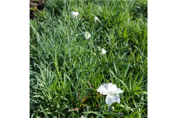 Garten-Feder-Nelke 'Albus'