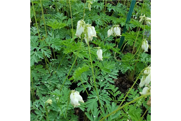 Zwergige Garten-Herzblume 'Aurora'