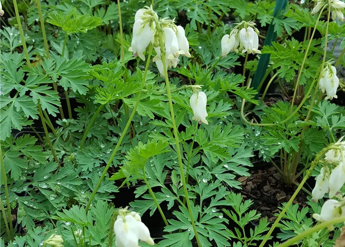 Dicentra formosa 'Aurora'