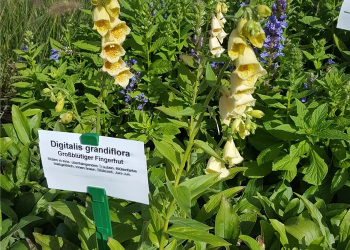 Digitalis grandiflora