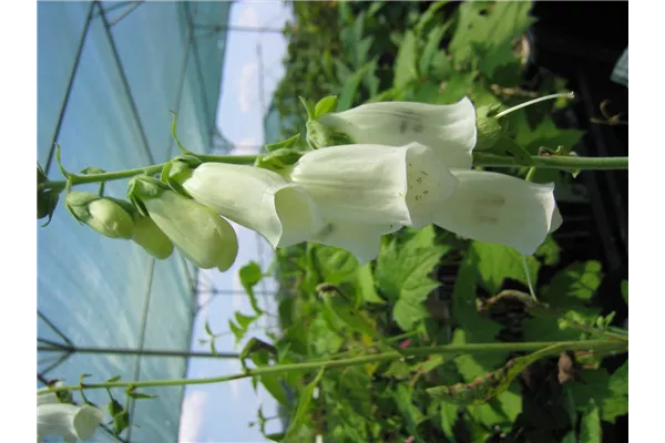 Garten-Fingerhut 'Alba'