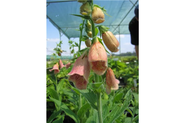Garten-Fingerhut