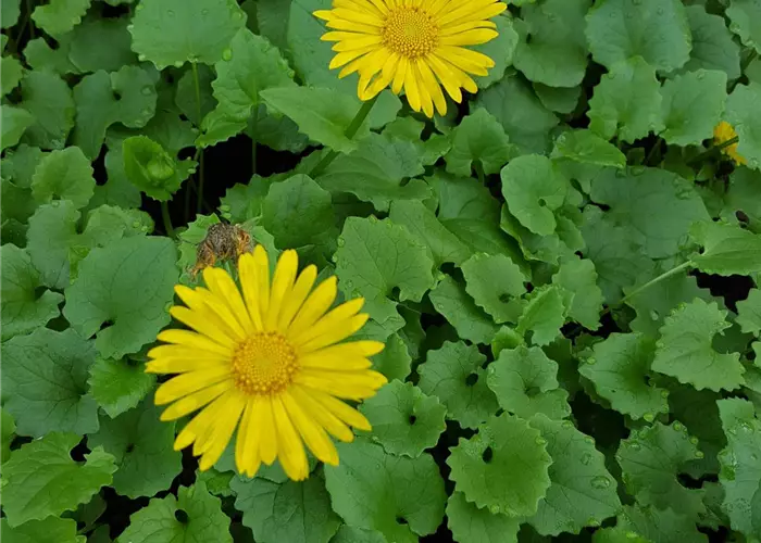 Doronicum orientale 'Little Leo'