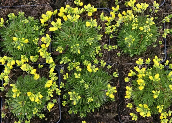 Draba aizoides