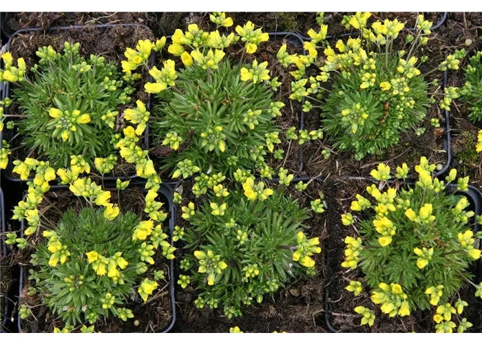 Draba aizoides