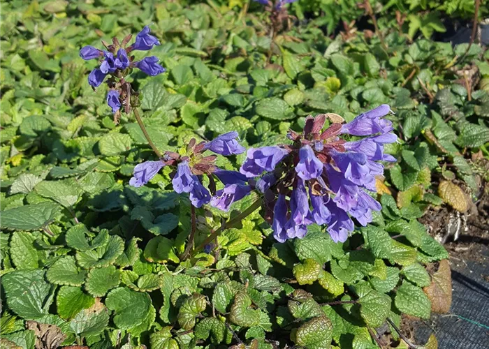 Dracocephalum rupestre