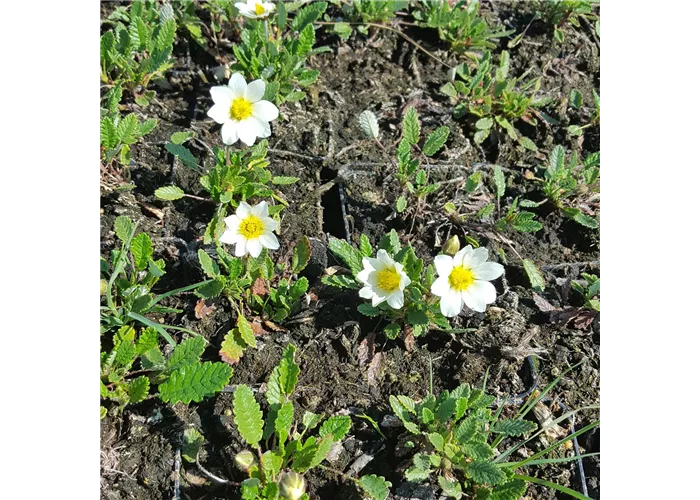 Dryas x suendermannii