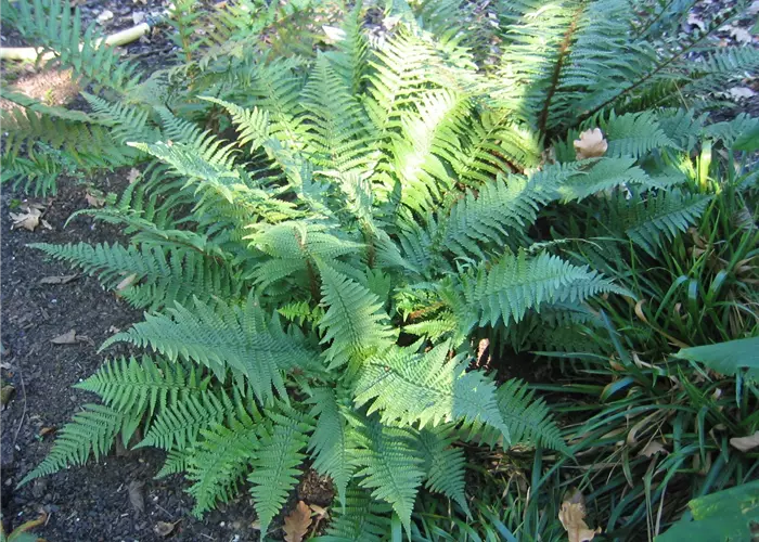 Dryopteris affinis