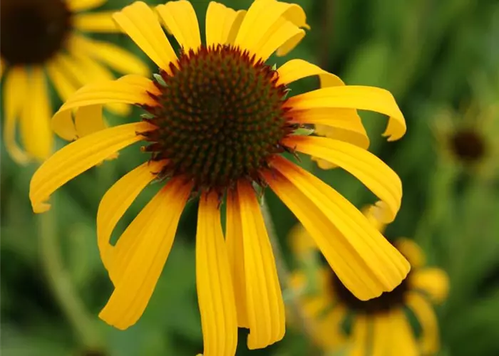 Echinacea paradoxa