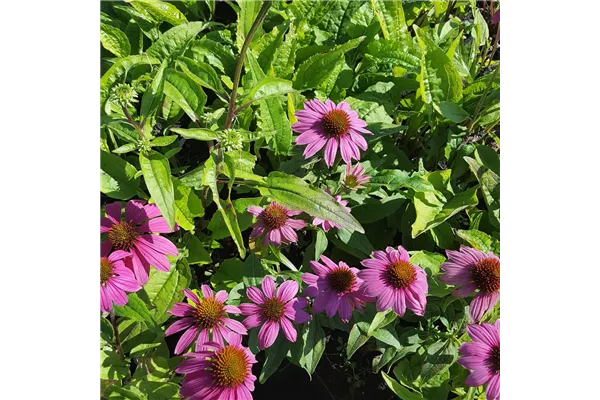 Sonnenhut 'Augustkönigin'