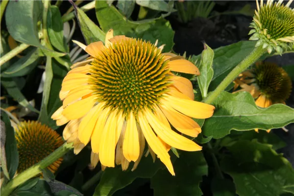 Garten-Scheinsonnenhut 'Harvest Moon'