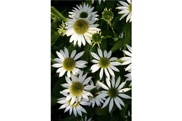 Garten-Scheinsonnenhut 'Kim´s Mophead'®