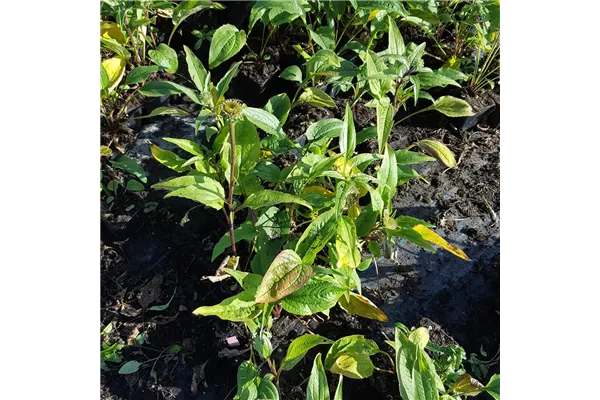 Garten-Scheinsonnenhut 'Rubinstern'