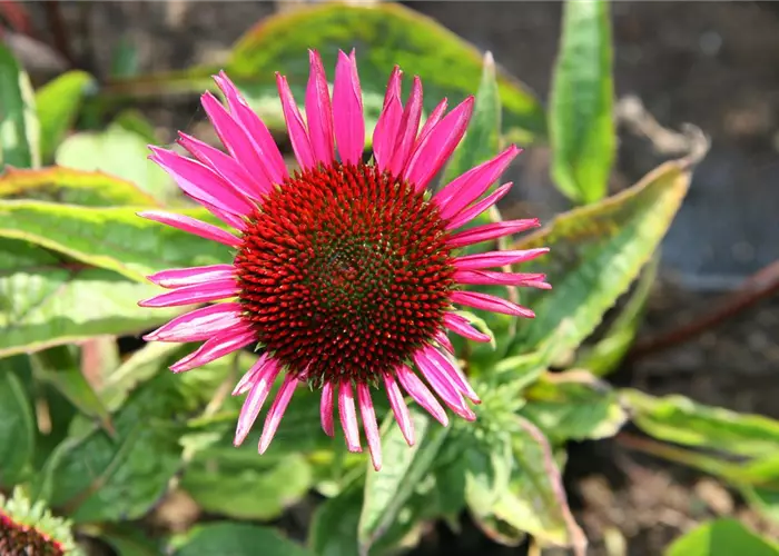 Echinacea purpurea 'Vintage Wine -R-'