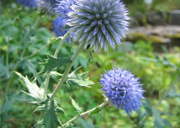 Echinops ritro 'Veitch's Blue'