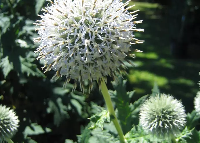 Echinops sphaerocephalus 'Arctic Glow'