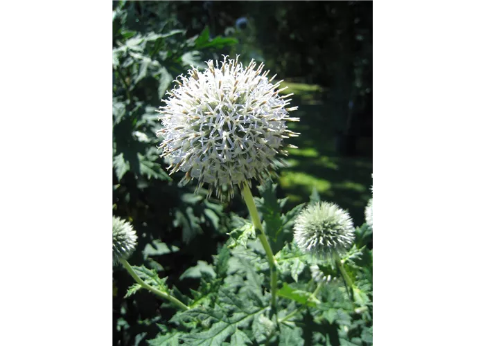 Echinops sphaerocephalus 'Arctic Glow'