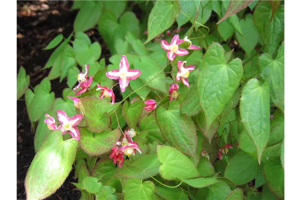Großblütige Garten-Elfenblume 'Rose Queen'