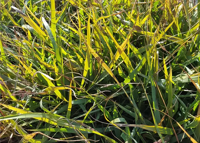 Eragrostis spectabilis