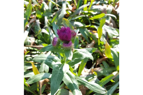 Garten-Feinstrahl 'Karminstrahl'