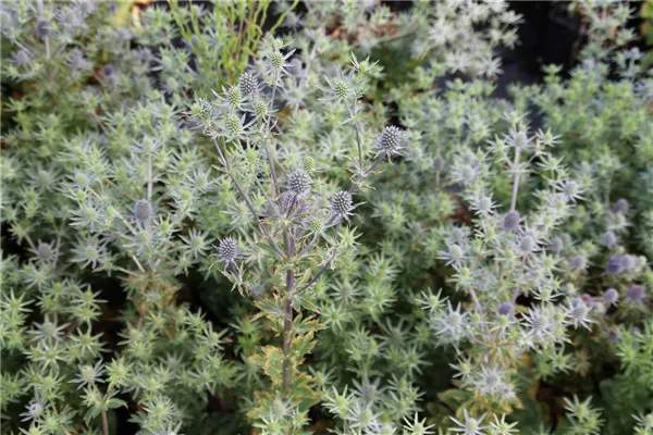 Kleiner Garten-Mannstreu 'Blue Hobbit'