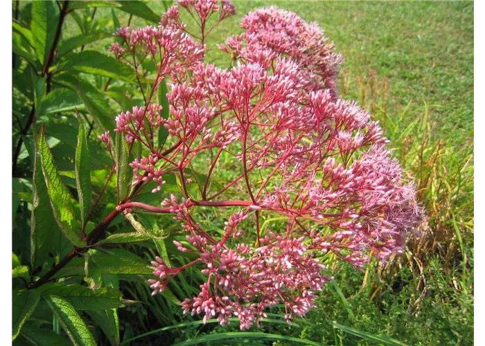 Eupatorium fistulosum 'Atropurpureum'
